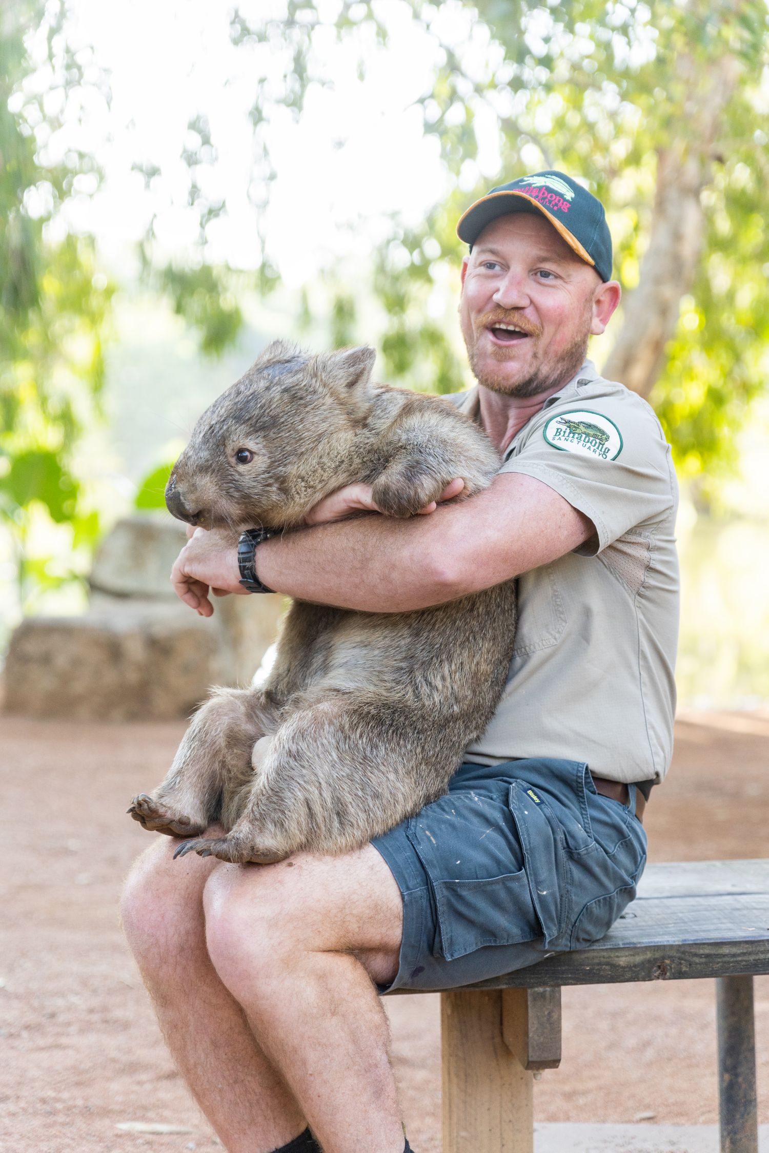 Wombats at Billabong Sanctuary